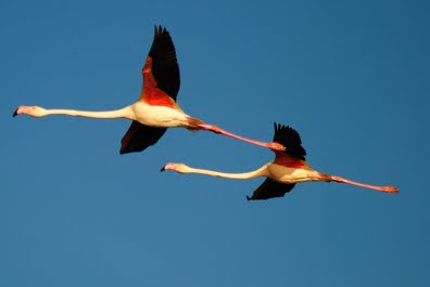 стих о фламинго