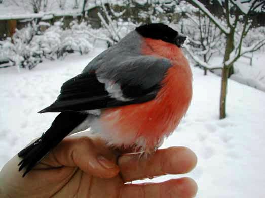 стих снегирь стих снегирь