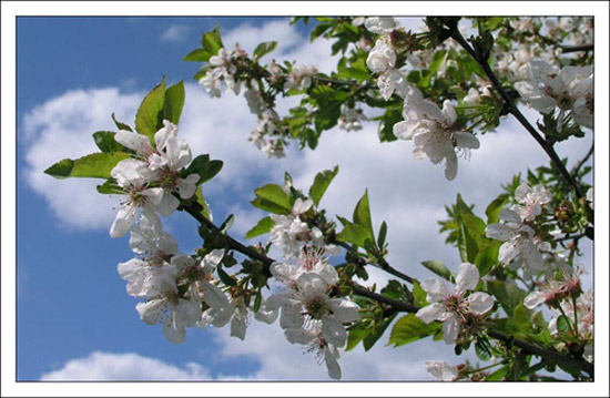 стих о весне стих о весне