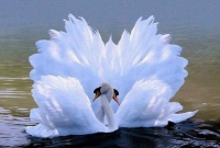 Лебединая верность