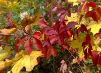 Сентябрь стихи