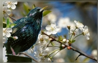 Стихи про скворцов