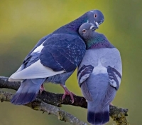 Любовь и голуби