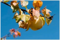 Стихи яблочко