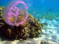 Стихи медузы