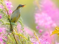 Стихи птицам