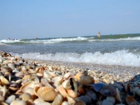 Стихи о ракушках