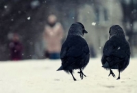 Два ворона стих