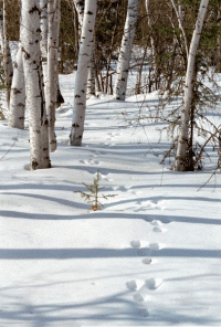 Стихи по следам