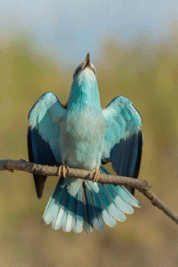 Стихи о синей птице