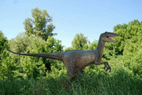 velociraptor