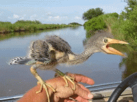 Велоцираптор