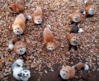 Колобок в стихах