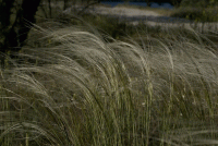 Ковыль стих