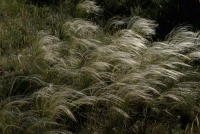 Стихи о ковыле