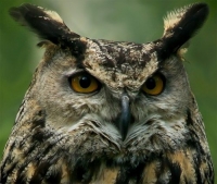 Филин в стихах