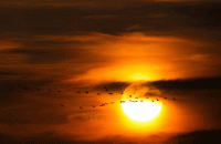 Стихи перелётные птицы