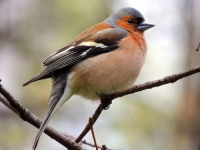 Стихи о зяблике