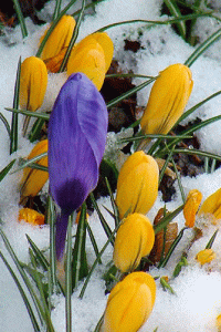 Крокусы стихи