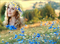 Стихи ромашки васильки