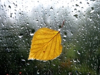 Вірш жовтий лист