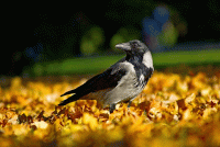 Утрата стих