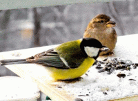 Певчие птицы стих