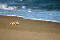 Отлив стихи