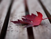 Стих про войну и осень