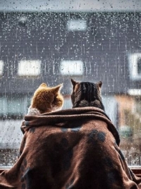 Стихи об уюте и любви