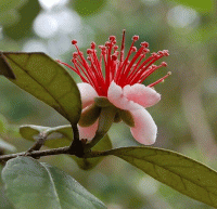 Стихи цветы ягоды