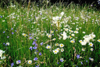 Стихи на помин души