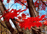 Стихи клёвые про осень