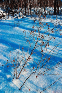 Шиповник в лесу стихи