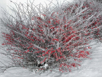 Стих бересклет