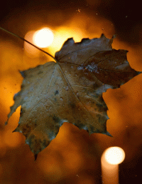 Осенний листопад стихи