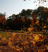 А просто осень стихи