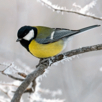 Про синичку стихи