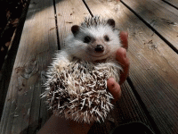 Стих я ёжик