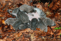 Стих про ёжика