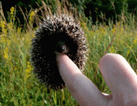 Стих про ежа