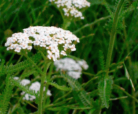 Тысячелистник стих