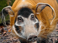 Мама в стихах поросят