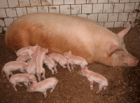 Стихи от имени поросят