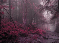 Стихи смотрю на осень