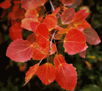 Стихи сентябрь листопад