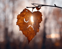 Увядание стихи