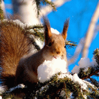 Тишина в зимнем лесу стихи