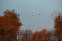 Жёлтый цвет осени стихи