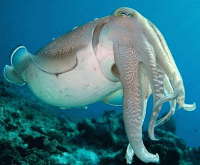 Каракатица стихи